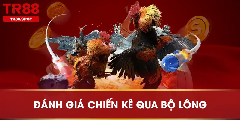 Đánh giá chiến kê qua bộ lông